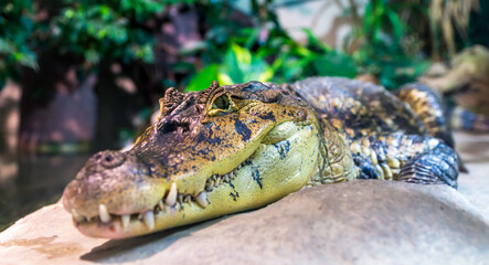 Spectacled caiman wildlife predator portrait, caiman crocodilus.