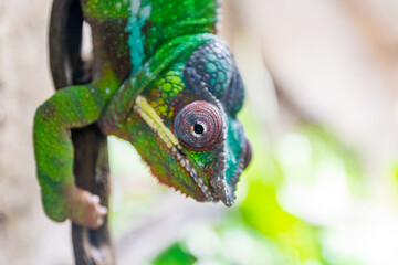 Panther chameleon, furcifer pardalis closeup reptile portrait.