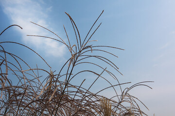 Beautiful common reed field,Phragmites communis.