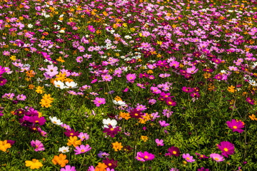 Fototapeta premium Beautiful cosmos flower field.