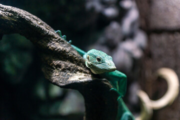 Emerald tree monitor, Varanus prasinus closeup reptile portrait.