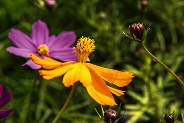 Beautiful cosmos flower field.