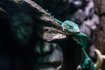 Emerald tree monitor, Varanus prasinus closeup reptile portrait.