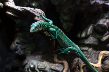 Emerald tree monitor, Varanus prasinus closeup reptile portrait.