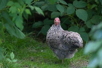 2 - Facing camera directly, both eyes of this pet bantam chicken are visible.