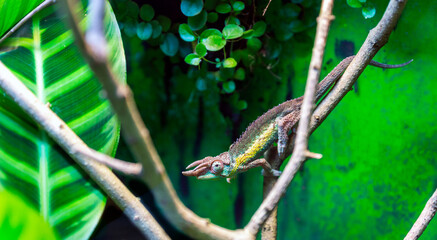 Naklejka na ściany i meble Jacksons chameleon, Trioceros jacksonii closeup reptile chameleon portrait in natural environment..