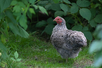 1 - Full body image with a side profile of the face of this small pet pure bred chicken.