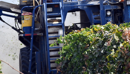 Front view of grape harvest