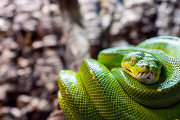 Green tree python, Morelia viridis closeup reptile portrait.