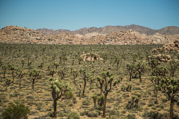 Desert - Joshua Tree