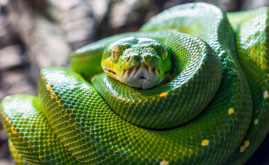 Green tree python, Morelia viridis closeup reptile portrait.