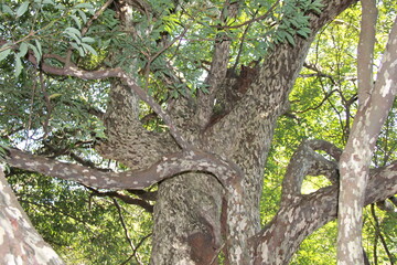 特徴的なまだら模様の樹皮を持つ「カゴノキ」