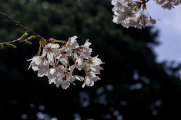 Beautiful white cherry blossom flower trees and early spring color trees background cloudy blue sky.