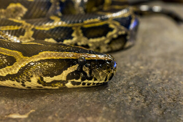 Tiger python, Python molurus closeup snake portrait.