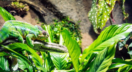 Panther chameleon, furcifer pardalis closeup reptile portrait.