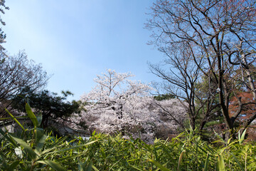 Beautiful white cherry blossom flower trees and early spring color trees background cloudy blue sky.