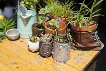 식물, 나무 꽃, 풀