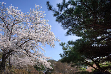 Beautiful white cherry blossom flower trees and early spring color trees background cloudy blue sky.