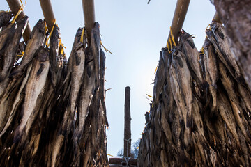 Yellow Alaska Pollack drying plant. Walleye pollack drying during winter times on mountain.