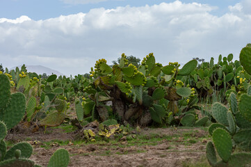 A beautiful view of prickly pear cactus in the field