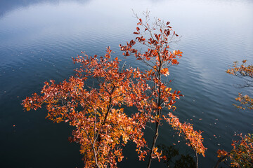 Beautiful autumn scenery,foggy mist over the lake and mountain.