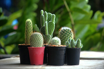 A variety of beautiful Cactus