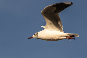 seagull on blue sky
