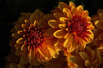 Yellow and orange dahlias at sunset