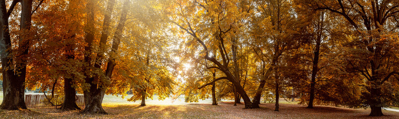 Fototapeta premium Panorama autumn in nature