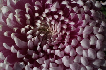 Soft Light Purple Flower Center of Chrysanthemum in Full Bloom
