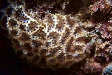 Distaplia viridis Compound Ascidian