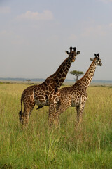 Beautiful close up photo of pair of cute baby African reticulated giraffes standing in tall grassland of African Serengeti savanna in Maasai Mara, Kenya