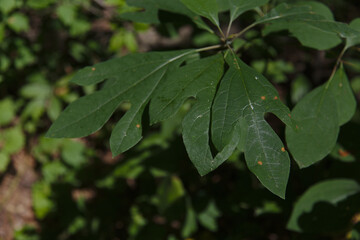 Sassafras (Sassafras albidum) leaves, shot in Turkey Point, Provincial Park, Ontario, Canada.