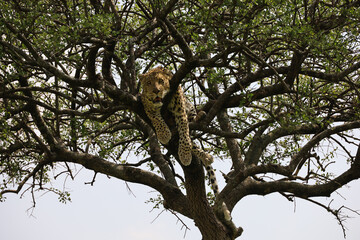 Close up photo of beautiful African leopard resting on branch of acacia tree in Maasai Mara, Kenya