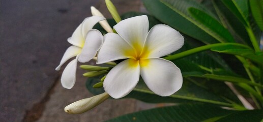 White plumeria blooming beside green leaves in Thai garden