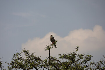 Beautiful photo of large African goshawk bird of prey perched on tree branch with cloudy sky background in Maasai Mara, Kenya