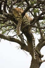 Fototapeta na wymiar Close up photo of beautiful African leopard resting on branch of acacia tree in Maasai Mara, Kenya