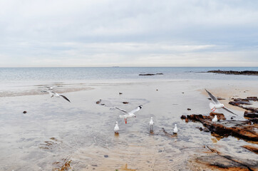 many seagulls on the beach