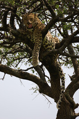 Close up photo of beautiful African leopard resting on branch of acacia tree in Maasai Mara, Kenya