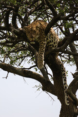Close up photo of beautiful African leopard resting on branch of acacia tree in Maasai Mara, Kenya