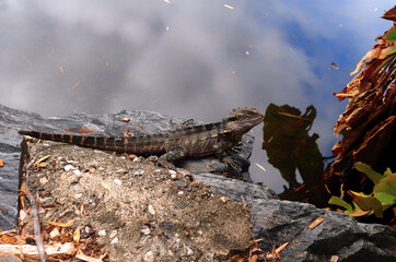 lizards on the stone