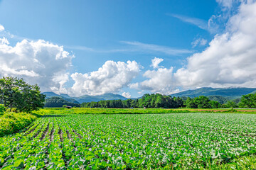 【群馬県 嬬恋村】キャベツ畑の広がる、嬬恋パノラマライン