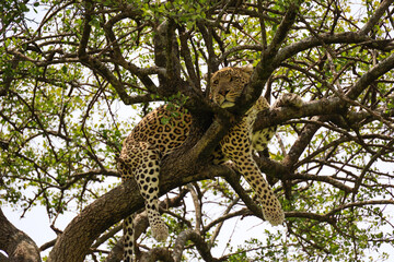 Close up photo of beautiful African leopard resting on branch of acacia tree in Maasai Mara, Kenya	