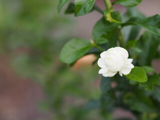 Arabian jasmine, Jasminum sambac, Oleaceae white flower cool fragrance blooming in garden on blurred nature background, Mother’s Day