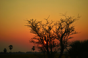 Plakat silhouette of a tree at sunset