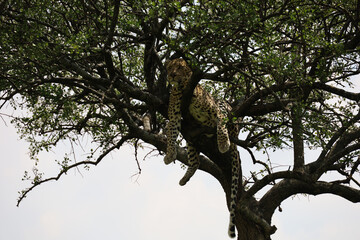 Close up photo of beautiful African leopard resting on branch of acacia tree in Maasai Mara, Kenya	