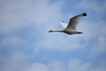 aves al vuelo 