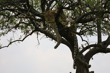 Fototapeta na wymiar Close up photo of beautiful African leopard resting on branch of acacia tree in Maasai Mara, Kenya 