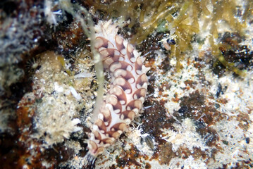 Dark-marked Scaleworm (Lepidonotus melanogrammus)