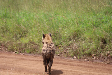 Hyena crossing road in Maasai Mara, Kenya